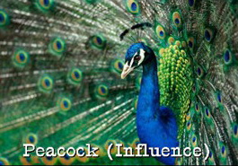 influence-peacock-profile